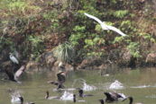 Sumidero Canyon heron & cormarants in flight